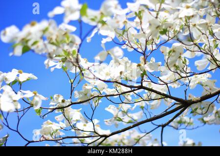 Hartriegelbaum Blüten - die reinsten Weiß von Farben in der Natur Stockfoto