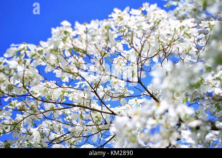 Hartriegelbaum Blüten - die reinsten Weiß von Farben in der Natur Stockfoto