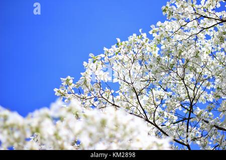 Hartriegelbaum Blüten - die reinsten Weiß von Farben in der Natur Stockfoto