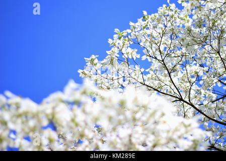 Hartriegelbaum Blüten - die reinsten Weiß von Farben in der Natur Stockfoto