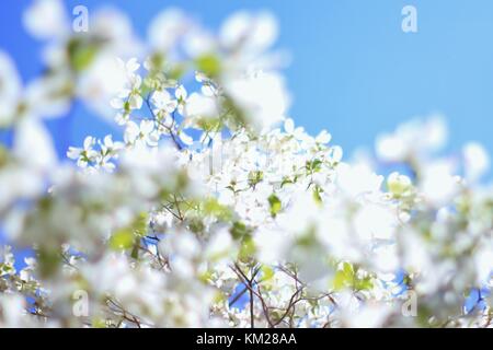 Hartriegelbaum Blüten - die reinsten Weiß von Farben in der Natur Stockfoto