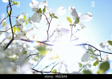 Hartriegelbaum Blüten - die reinsten Weiß von Farben in der Natur Stockfoto