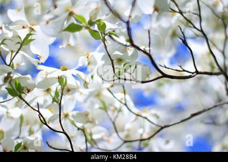 Hartriegelbaum Blüten - die reinsten Weiß von Farben in der Natur Stockfoto