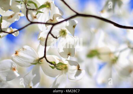 Hartriegelbaum Blüten - die reinsten Weiß von Farben in der Natur Stockfoto