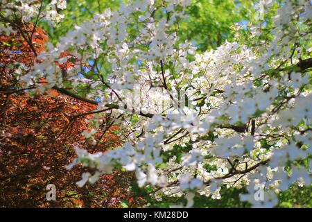 Hartriegelbaum Blüten - die reinsten Weiß von Farben in der Natur Stockfoto