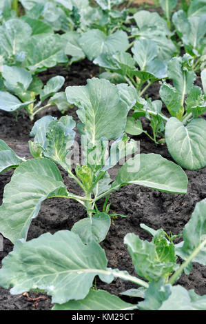 Organisch wachsende Kohl Pflanzen im Gemüsegarten angebaut, vertikalen Zusammensetzung Stockfoto