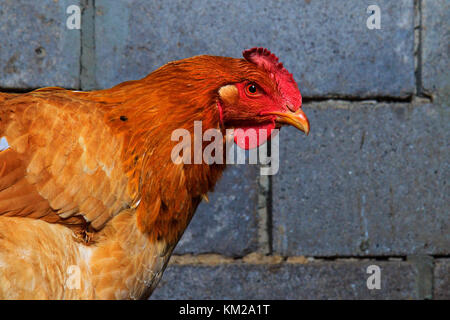 Rote Huhn Porträt auf dem Hintergrund einer Mauer Stockfoto