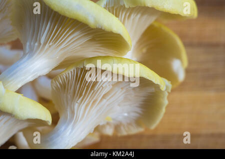 Frische gelb Austernpilze auf einem Bambus Schneidebrett, close-up Stockfoto