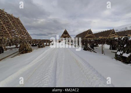 Holz- a-Regalen oder hjells mit den Leitern der skrei - Kabeljau zusammen gebunden, hängend trocknen Stockfisch zu werden - Traktor Spurweiten auf der Grou Stockfoto