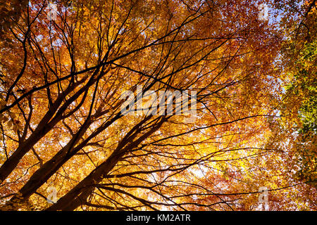 Forest trees in full autumn colour. Morning sunlight bursting through the trees making them look like fire flames Stockfoto