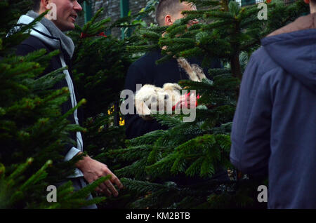 London, Großbritannien. 03 Dez, 2017. Weihnachten Bäume im Verkauf bei Columbia Road Blumenmarkt am ersten Wochenende im Dezember. Credit: JOHNNY ARMSTEAD/Alamy leben Nachrichten Stockfoto