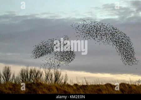 Burscough, Lancashire. UK Wetter. 3. Dezember, 2017. Tausende von starling, die eine kommunale im Schilf bei Martin bloße Roost, bedrängt und von einer gebietsansässigen Wanderfalke verzog. Die Formen und wirbelt Teil einer Ausweichenden Technik, um zu überleben und zu verwirren die Raubvogel blenden und. Je größer der simulierten Herden, desto schwieriger ist es für die Raubtiere, Single und einem individuellen Vogel fangen. Stare können schnell in koordinierten und faszinierende Formationen als Gruppe Aktion, um den Angriff zu überleben. Credit: MediaWorldImages/AlamyLiveNews. Stockfoto