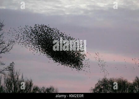 Burscough, Lancashire. UK Wetter. 3. Dezember, 2017. Tausende von starling, die eine kommunale im Schilf bei Martin bloße Roost, bedrängt und von einer gebietsansässigen Wanderfalke verzog. Die Formen und wirbelt Teil einer Ausweichenden Technik, um zu überleben und zu verwirren die Raubvogel blenden und. Je größer der simulierten Herden, desto schwieriger ist es für die Raubtiere, Single und einem individuellen Vogel fangen. Stare können schnell in koordinierten und faszinierende Formationen als Gruppe Aktion, um den Angriff zu überleben. Credit: MediaWorldImages/AlamyLiveNews. Stockfoto