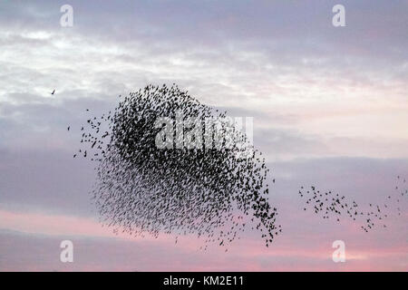 Burscough, Lancashire. UK Wetter. 3. Dezember, 2017. Tausende von starling, die eine kommunale im Schilf bei Martin bloße Roost, bedrängt und von einer gebietsansässigen Wanderfalke verzog. Die Formen und wirbelt Teil einer Ausweichenden Technik, um zu überleben und zu verwirren die Raubvogel blenden und. Je größer der simulierten Herden, desto schwieriger ist es für die Raubtiere, Single und einem individuellen Vogel fangen. Stare können schnell in koordinierten und faszinierende Formationen als Gruppe Aktion, um den Angriff zu überleben. Credit: MediaWorldImages/AlamyLiveNews. Stockfoto