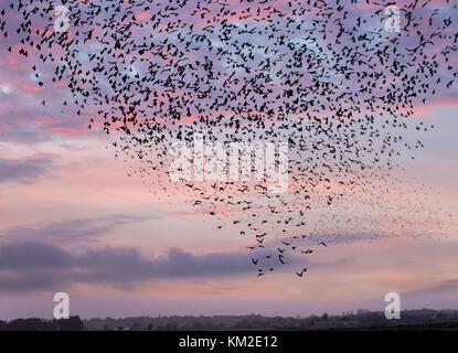 Burscough, Lancashire. UK Wetter. 3. Dezember, 2017. Tausende von starling, die eine kommunale im Schilf bei Martin bloße Roost, bedrängt und von einer gebietsansässigen Wanderfalke verzog. Die Formen und wirbelt Teil einer Ausweichenden Technik, um zu überleben und zu verwirren die Raubvogel blenden und. Je größer der simulierten Herden, desto schwieriger ist es für die Raubtiere, Single und einem individuellen Vogel fangen. Stare können schnell in koordinierten und faszinierende Formationen als Gruppe Aktion, um den Angriff zu überleben. Credit: MediaWorldImages/AlamyLiveNews. Stockfoto