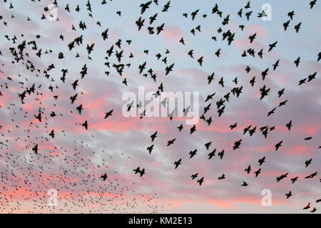 Burscough, Lancashire. UK Wetter. 3. Dezember, 2017. Tausende von starling, die eine kommunale im Schilf bei Martin bloße Roost, bedrängt und von einer gebietsansässigen Wanderfalke verzog. Die Formen und wirbelt Teil einer Ausweichenden Technik, um zu überleben und zu verwirren die Raubvogel blenden und. Je größer der simulierten Herden, desto schwieriger ist es für die Raubtiere, Single und einem individuellen Vogel fangen. Stare können schnell in koordinierten und faszinierende Formationen als Gruppe Aktion, um den Angriff zu überleben. Credit: MediaWorldImages/AlamyLiveNews. Stockfoto