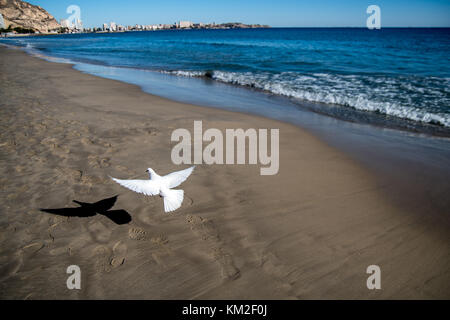 Alicante, Spanien. 3 Dez, 2017. eine weiße Taube fliegt über den Strand El Postiguet an einem sonnigen Tag in Alicante, Spanien.Credit: Marcos del Mazo/alamy leben Nachrichten Stockfoto