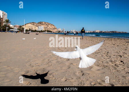 Alicante, Spanien. Dezember 2017. An einem sonnigen Tag in Alicante, Spanien, fliegt eine weiße Taube über den Strand El Postiguet. Quelle: Marcos del Mazo/Alamy Live News Stockfoto