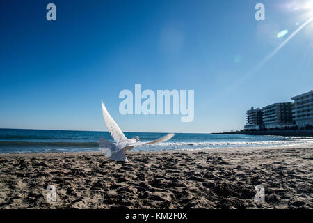 Alicante, Spanien. 3 Dez, 2017. eine weiße Taube fliegt über den Strand El Postiguet an einem sonnigen Tag in Alicante, Spanien.Credit: Marcos del Mazo/alamy leben Nachrichten Stockfoto