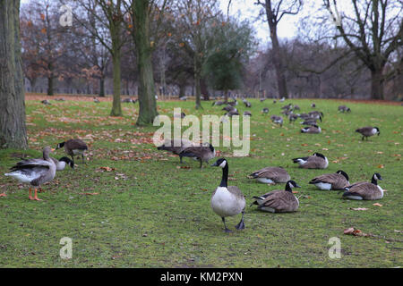 Hyde Park London, UK. 4. Dez, 2017. Enten im Hyde Park auf einem Stumpf und bewölkten Tag in der Hauptstadt Quelle: dinendra Haria/alamy leben Nachrichten Stockfoto