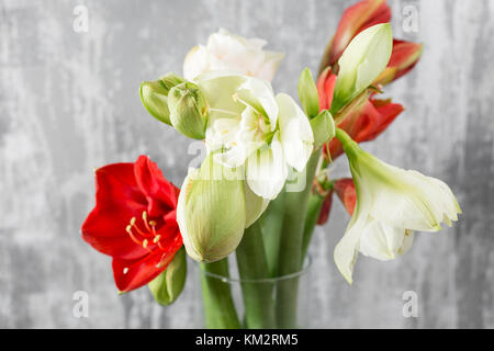 Winter Blumen. Amaryllis in einer Vase Gießkanne, stehend auf einem Holztisch. Auf dem Hintergrund alte graue Wand Art. Stockfoto