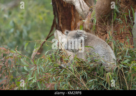 Koala (Phascolarctos cinereus) Erwachsenen in einem Eukalyptusbaum, Victoria, Australien Stockfoto