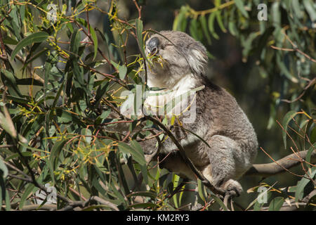 Koala (Phascolarctos cinereus) nach der Fütterung in einem Eukalyptusbaum, Victoria, Australien Stockfoto