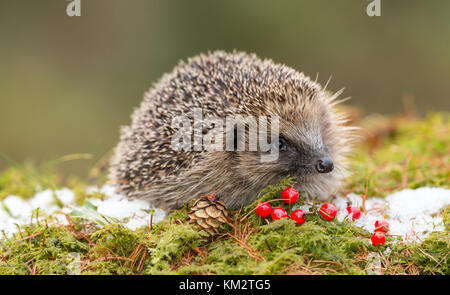 Igel im Herbst, aus einem Wildtierhäuschen genommen, um die Gesundheit und die Population dieses rückläufigen Säugetieres während des Klimawandels zu überwachen Stockfoto