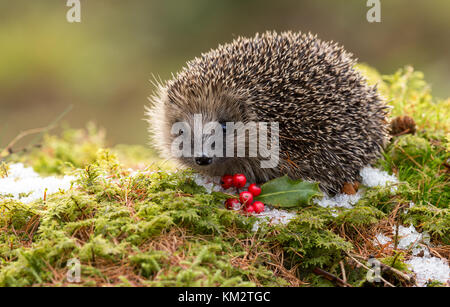 Igel im Herbst, aus einem Wildtierhäuschen genommen, um die Gesundheit und die Population dieses rückläufigen Säugetieres während des Klimawandels zu überwachen Stockfoto