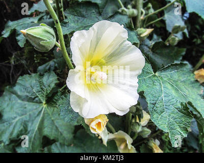 Flora. schöne blühende Blume und Bud von malva Anlage Stockfoto