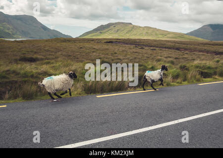 Laufen Schafe auf der Straße, Irland Stockfoto