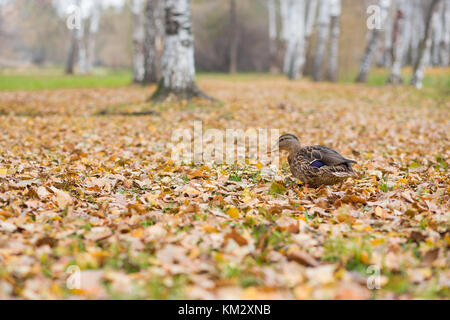 Fat Duck Spaziergänge entlang Laub im Herbst im Park Stockfoto