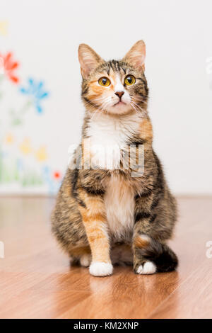 Schwangere Katze schildpatt ohne Rasse sitzt auf dem Boden Stockfoto