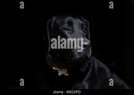 Schwarzer Labrador dog portrait auf schwarzem Hintergrund Stockfoto