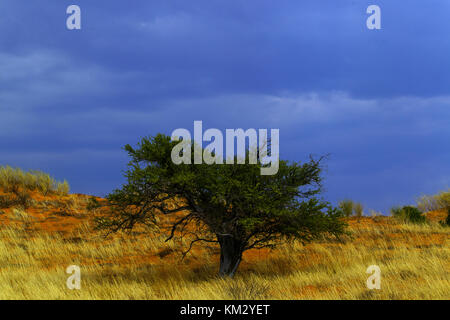 Einsamer Baum auf dem offenen Ebenen im Kgalagadi Transfontier Park, Botswana Stockfoto