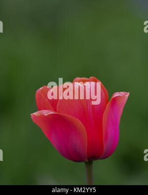 Eine einzige Frische rötlich rosa Tulpe (Tulipa) im Garten mit einer glatten grünen Hintergrund. Stockfoto