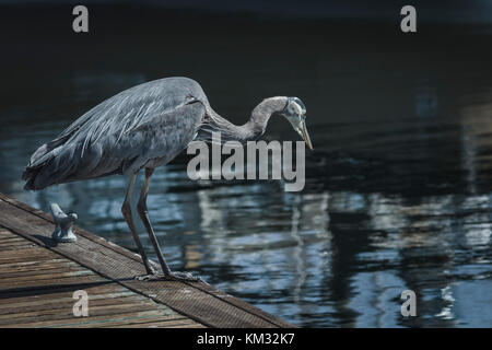 Spot beleuchtet durch die Sonne auf einem hellen Sommertag, ein Great Blue Heron steht auf einem Marina dock, aufmerksam und starrte die schillernden Wasser und warten auf Beute. Stockfoto