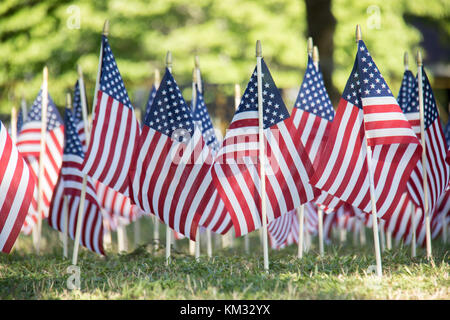 Bereich der amerikanischen Flagge auf dem Rasen angezeigt Stockfoto