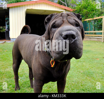 Schwarze Shar Pei Stockfoto