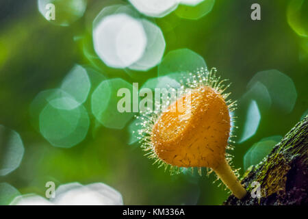 Haarige Pilze in den tropischen Wald in Thailand. Stockfoto
