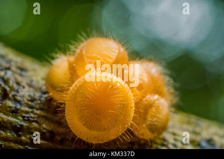 Haarige Pilze in den tropischen Wald in Thailand. Stockfoto