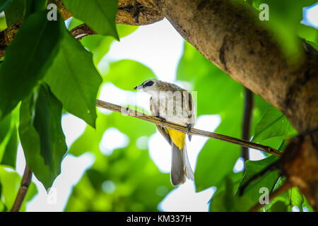 Gelb-vented Bulbul mit kleinen Insekt in seinen Mund halten auf Zweig Stockfoto