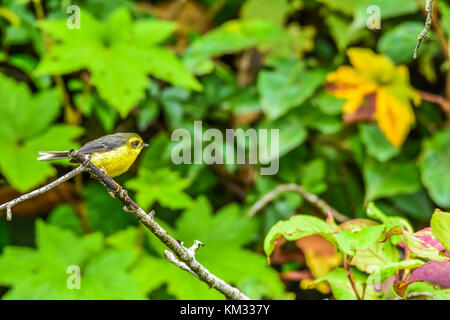 Yellow-bellied Märchen schopftyrann Holding auf Niederlassung in intanon National Park von Thailand Stockfoto