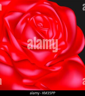 Dunkel und Scarlet rose Stock Vektor