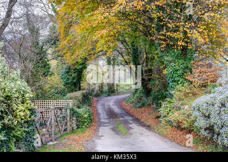 Ein typisches Ende herbstliche Cornish country lane durch die Landschaft, die die goldene orange tree Laub und den rostigen braun Blätter fallen auf der Straße Stockfoto