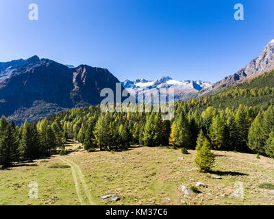 Wanderweg in eine grüne Wiesen, schönen Wald mit Kiefern in Berg Stockfoto