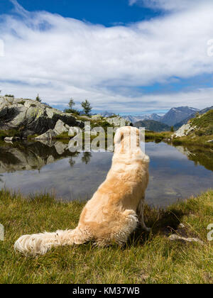 Hund in Berg - Golden Retriever sitzen auf einer Wiese Stockfoto