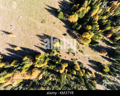 Wald im Herbst, larchs und Kiefern, Ansicht von oben Stockfoto