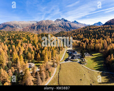 Herbst im Engadin, Schweizer Alpen. Wald mit kleinen Hütten und Kühe auf einer Wiese Stockfoto