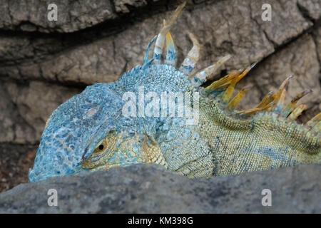 Blaue Eidechse - Grüner Leguan/amerikanischen Iguana - Stockfoto